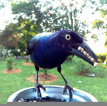 Забавная фотография птички с кормом