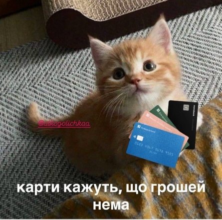 Когда твой кот – главный мем в доме