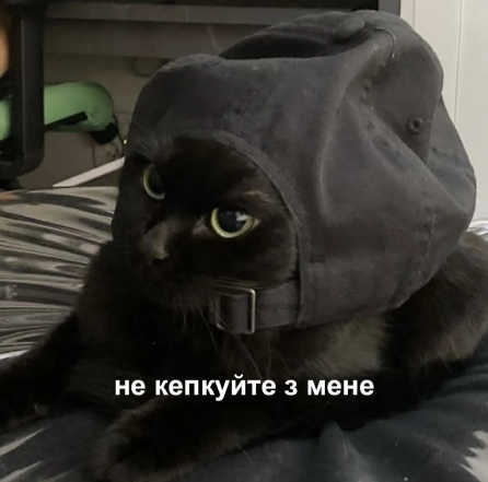 Когда твой кот – главный мем в доме