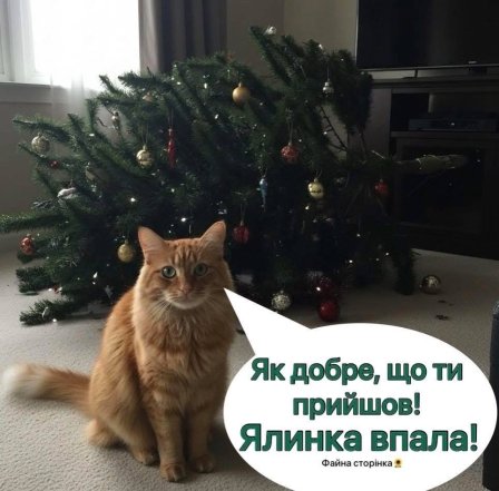 Веселі меми про ялинку та кота