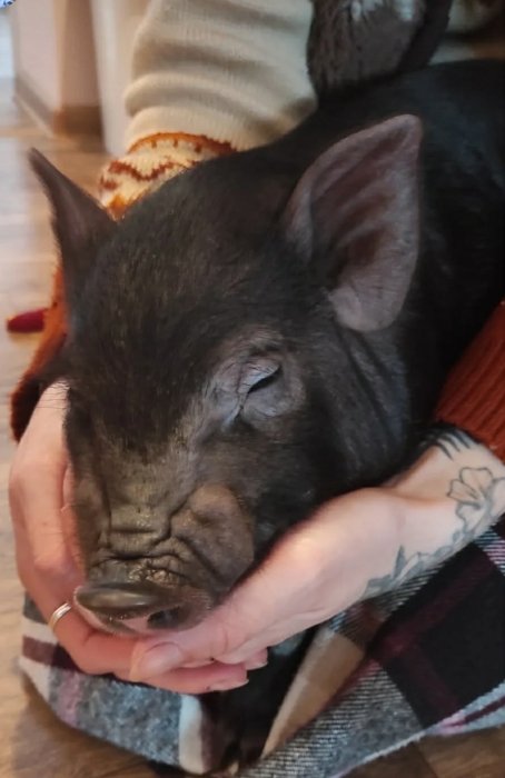 на Буковине кабан живет в доме