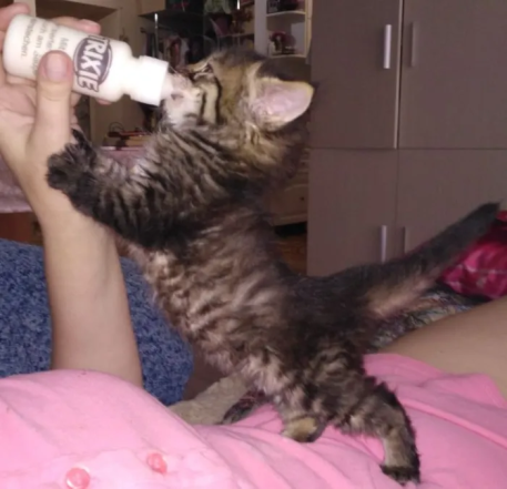 Милые и смешные котики — фото для хорошего настроения