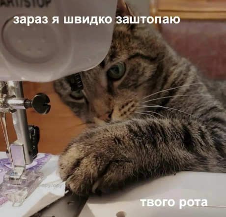 Когда твой кот – главный мем в доме