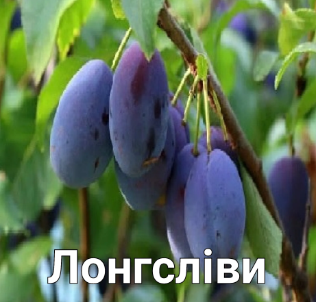 Смішні фрази та неправильно почуті слова