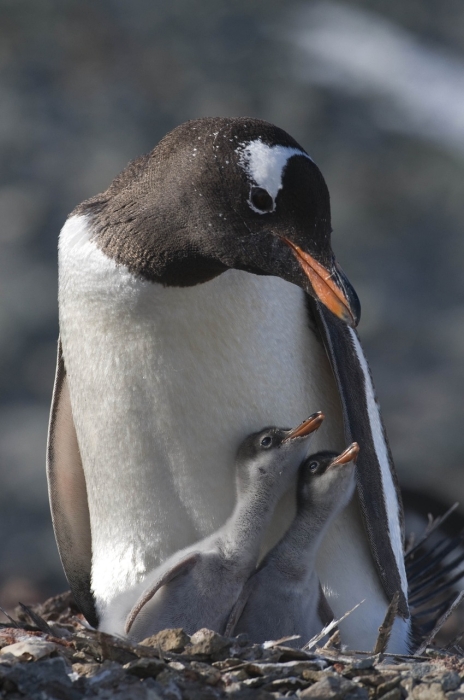 Пінгвін і двоє пінгвінят, фото