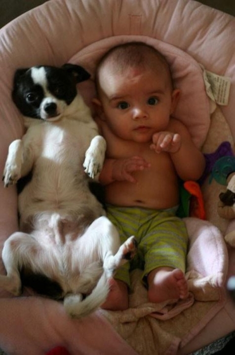 Собаки и дети фото
