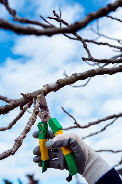 Обрезка деревьев в январе и феврале: список растений и правила