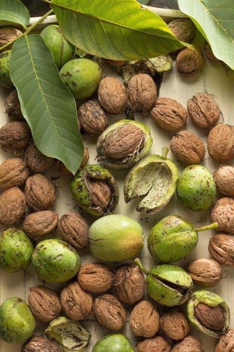 Чи можна рубати горіх біля дому