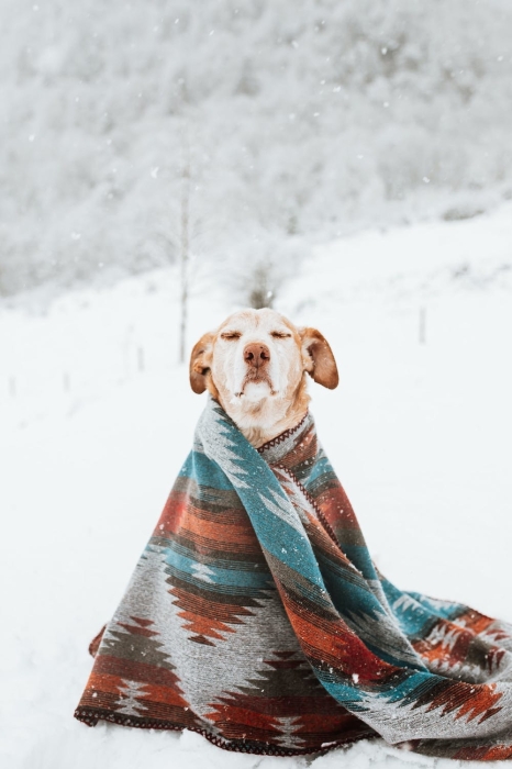 Больше движения и никаких стрижек: как ухаживать за домашними животными зимой - фото №1