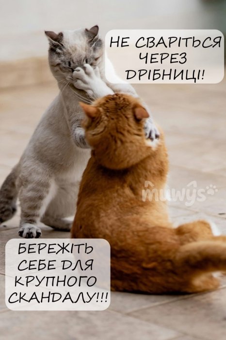 Когда твой кот – главный мем в доме