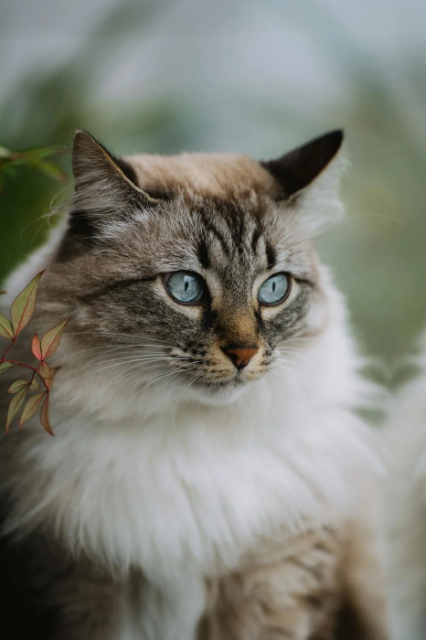 Красивый кот с синими глазами.