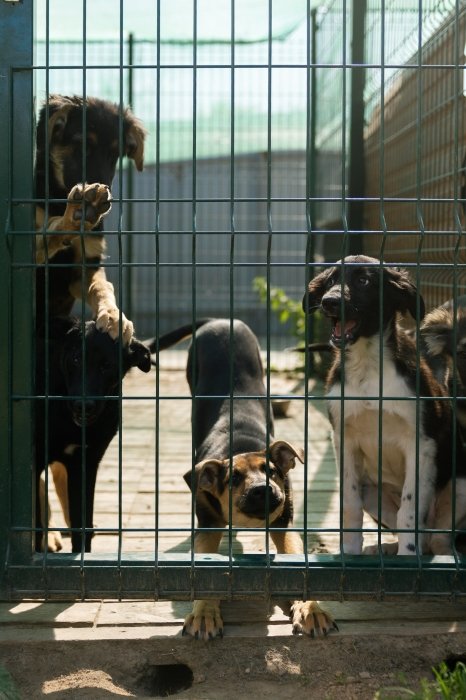 Мария Вронская из Gostomel Shelter рассказала, как работает приют для животных изнутри