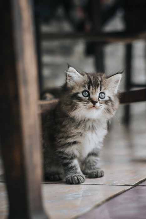 День кота в Европе: самые милые фотографии котиков-муркотиков (ФОТО) - фото №3