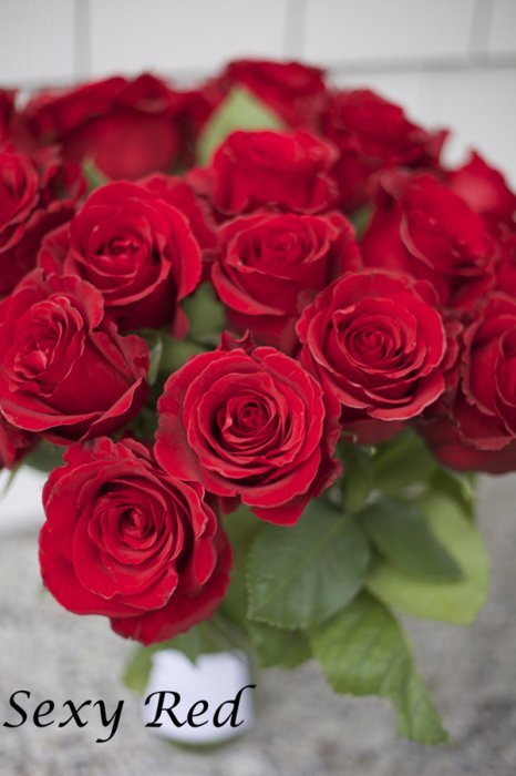 Самые красивые сорта красных роз