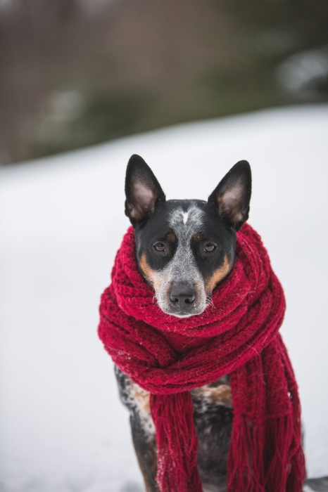 Больше движения и никаких стрижек: как ухаживать за домашними животными зимой - фото №3