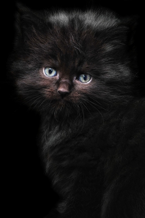 Международный день черного кота: фото самых красивых пушистиков такой масти - фото №8