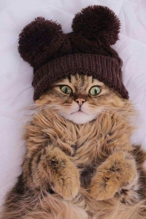 Позитивна зима: ці тварини обожнюють шапки й теплий одяг (ФОТО) - фото №16
