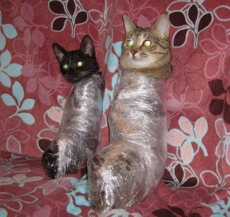 Веселі меми про ялинку та кота