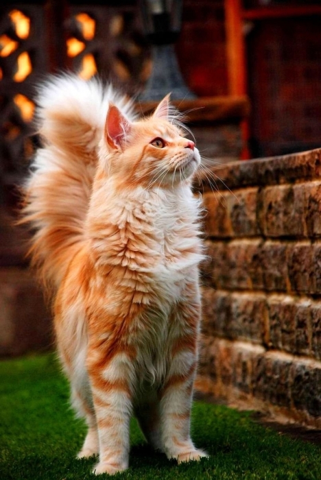 Как назвать кота или кошку? Подборка лучших кличек для домашних животных - фото №3