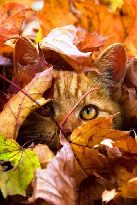 Під осіннім листям: кумедні фото тварин для гарного настрою - фото №10