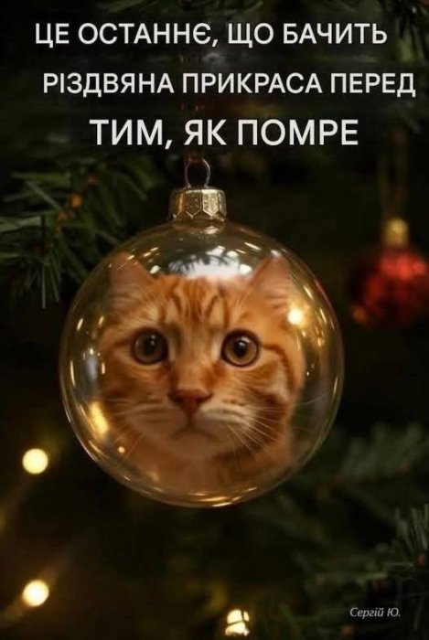 Веселі меми про ялинку та кота