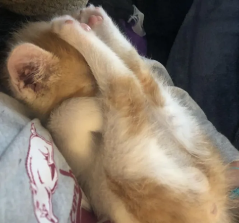 Милые и смешные котики — фото для хорошего настроения