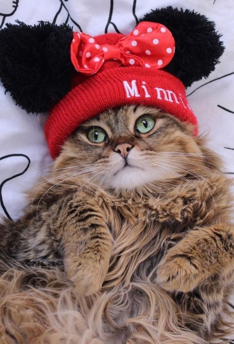 Позитивна зима: ці тварини обожнюють шапки й теплий одяг (ФОТО) - фото №18
