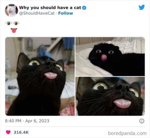 Кумедні фото чорного котика