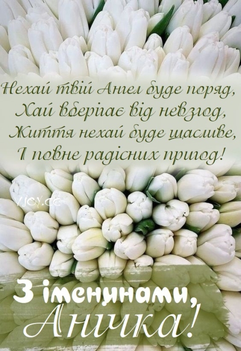 Білі тюльпани, фото