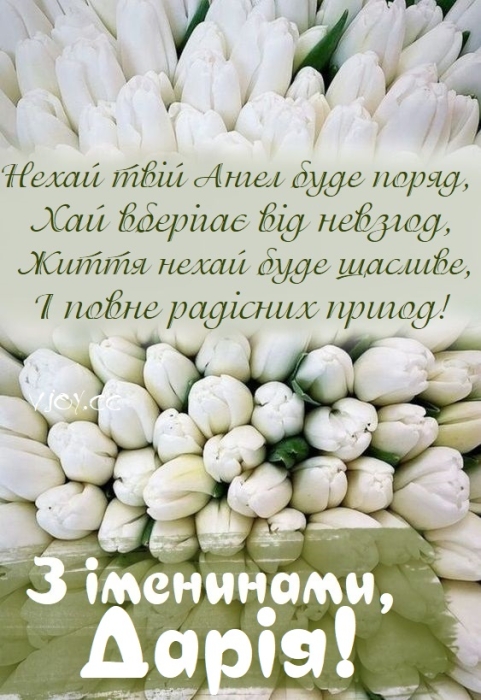 Білі тюльпани, фото