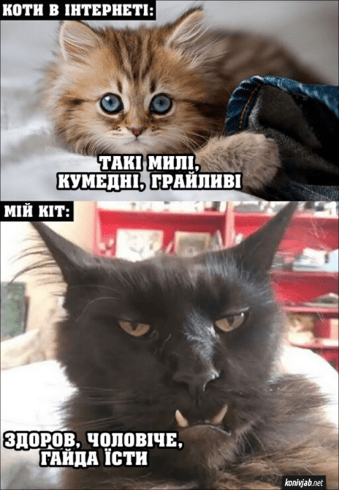 Найсмішніші меми про котів