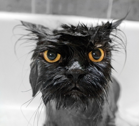 Смешной мокрый черный кот