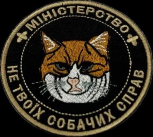 Когда твой кот – главный мем в доме