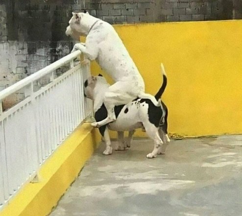 Як собаки проявляють свої емоції