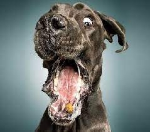Справжні друзі — розсмішать і оближуть: смішні фото собак для покращення настрою - фото №1