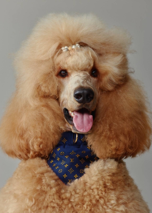 Бандана для собаки от Louis Vuitton