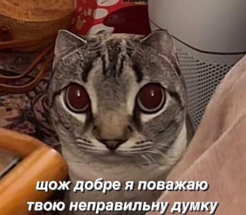 Когда твой кот – главный мем в доме
