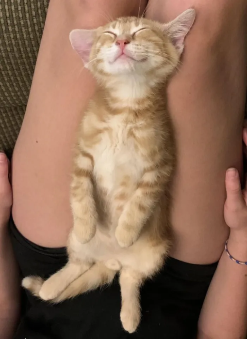 Милые и смешные котики — фото для хорошего настроения