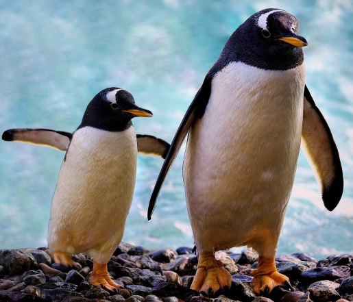 Два пингвина, фото