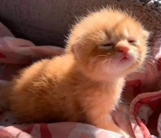 Милые и смешные котики — фото для хорошего настроения