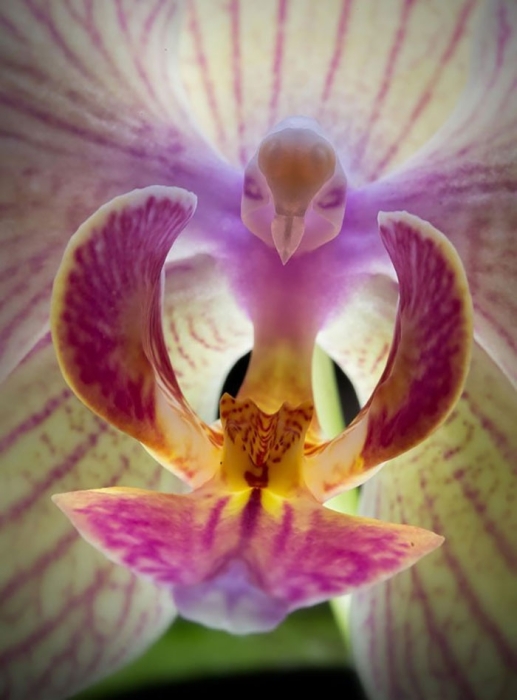 Голубь из орхидеи фото