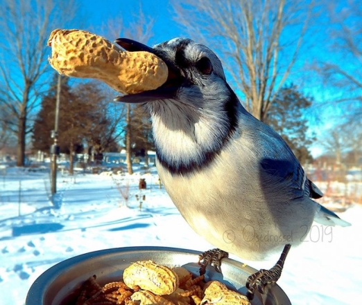 Птичка смешно кушает орешек фото