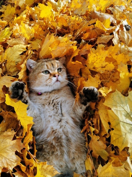 Під осіннім листям: кумедні фото тварин для гарного настрою - фото №12