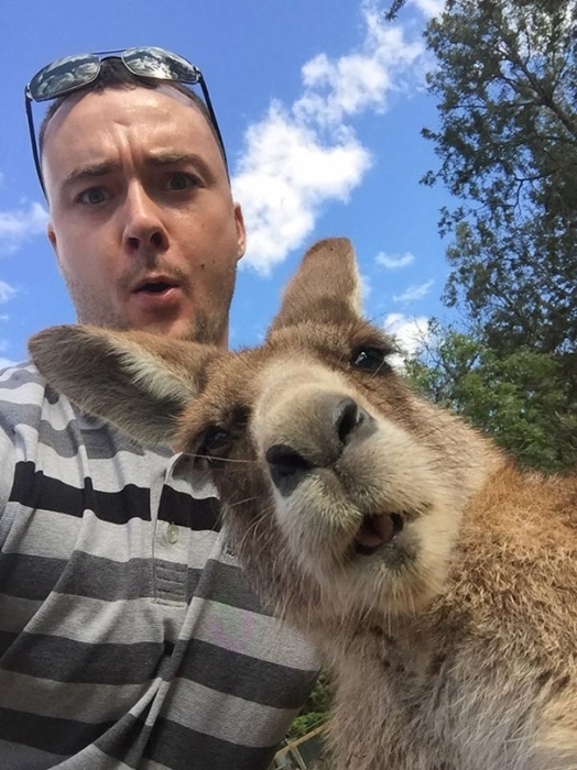 Селфі з кенгуру фото