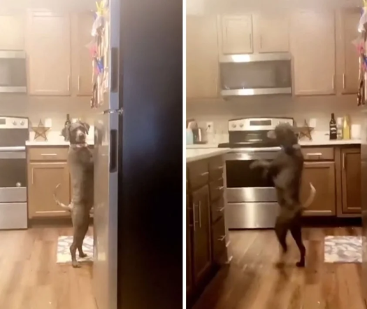 Як собаки проявляють свої емоції