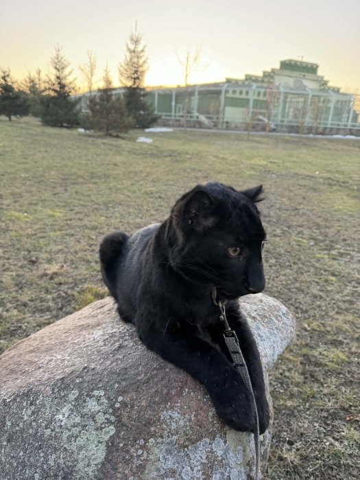 Чорний далекосхідний леопард народився в Україні — фото, де можна побачити наживо