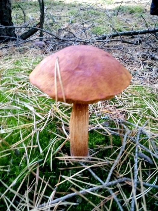 Неместные, но вполне съедобные: в Украине нашли новый вид грибов (ФОТО) - фото №2