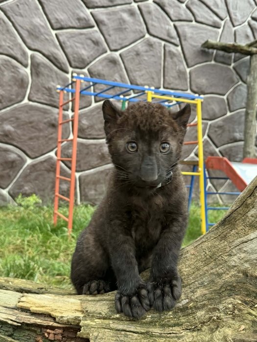 Чорний далекосхідний леопард народився в Україні — фото, де можна побачити наживо