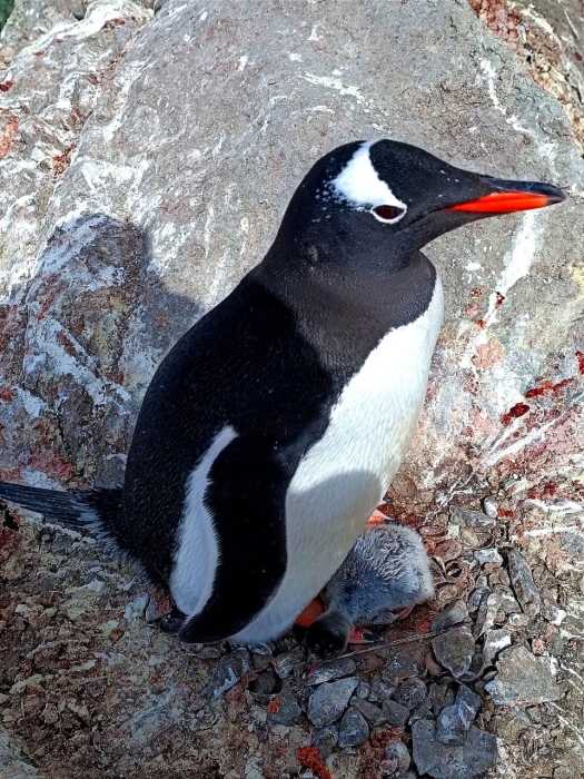 Какой же он милый! Возле станции "Вернадского" родился первый пингвиненок (ФОТО) - фото №3