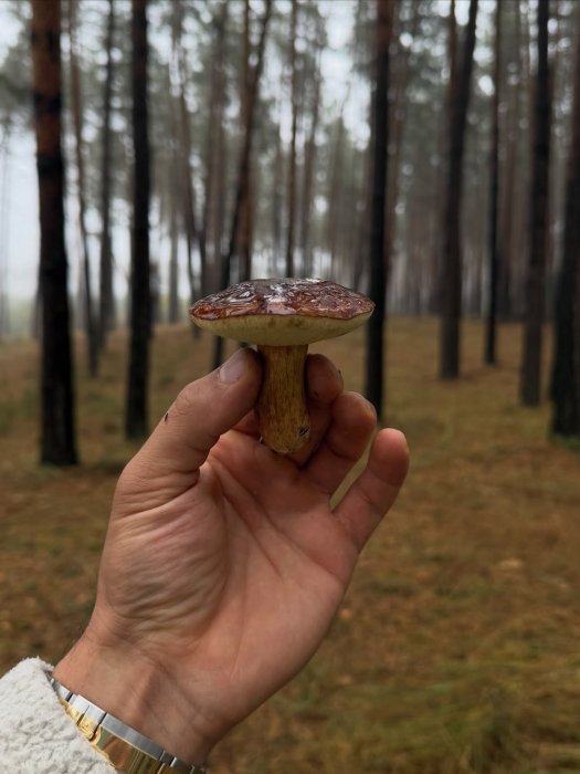 Тарас Цимбалюк показав фото з батьками — як актор збирав гриби в лісі
